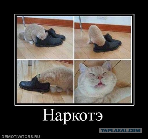 Очередной маразм с Avito