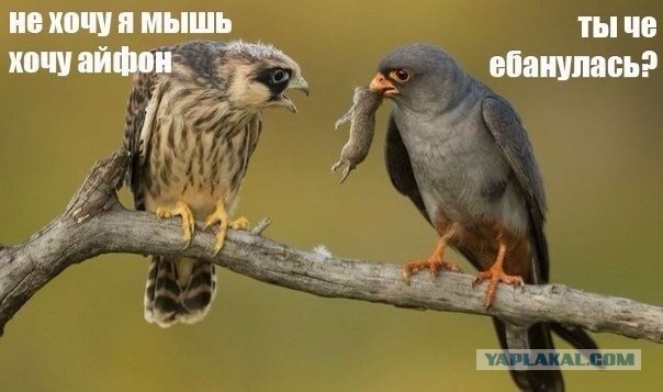 Первокурсница из Барнаула оголила грудь