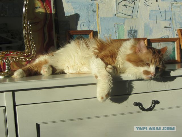 Котовторник 01.04.2014