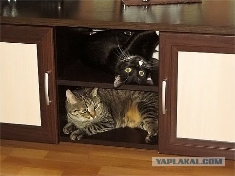 Котовторник 01.04.2014