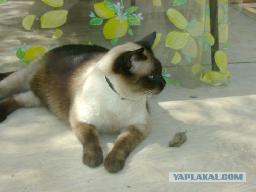 Тайские кошки