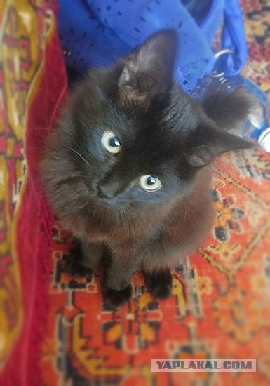Котовторник 24.06.2014