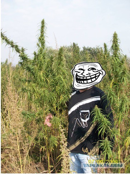 Волшебный Лес