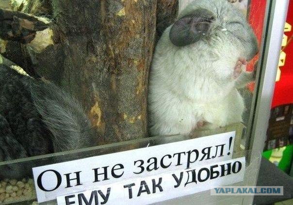 Нормальный деревенский кот