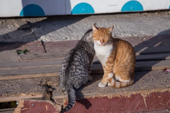 Уличные севастопольские коты