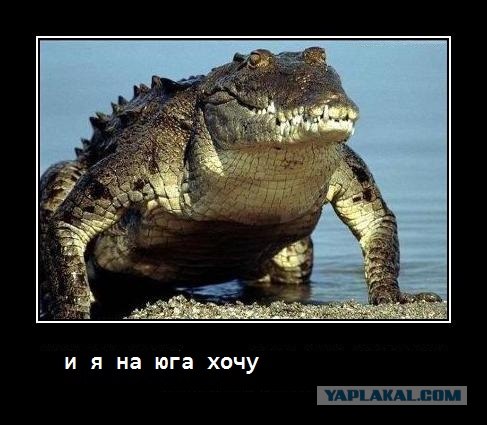 Путин с клювом в халате возглавил журавлиный клин