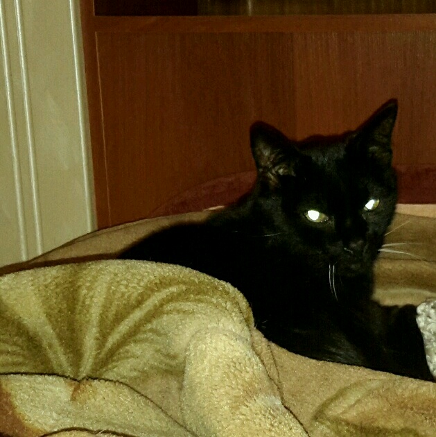Мой личный котоленд 12