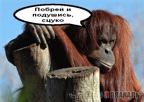 ОБЕЗЬЯНЫ. Все про обезьян