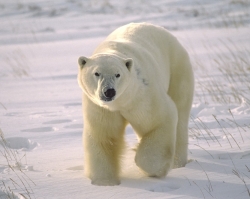 Незванный гость