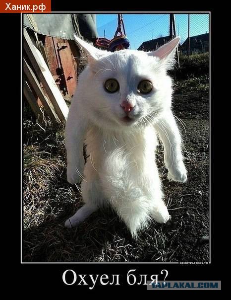 Подборка интересных и веселых фото