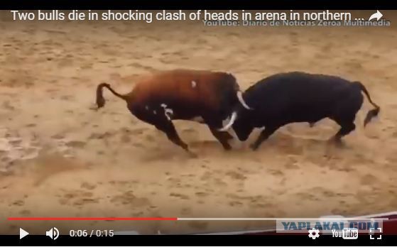В Испании два быка столкнулись лбами на арене и умерли