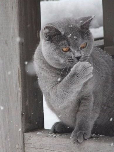 Коты из сети