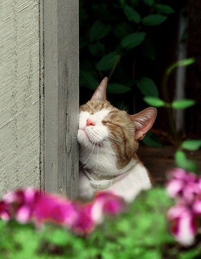 Коты из сети