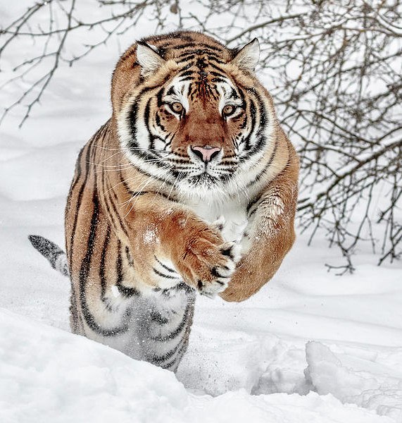 Самые смешные животные