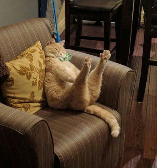 Коты и Кошки