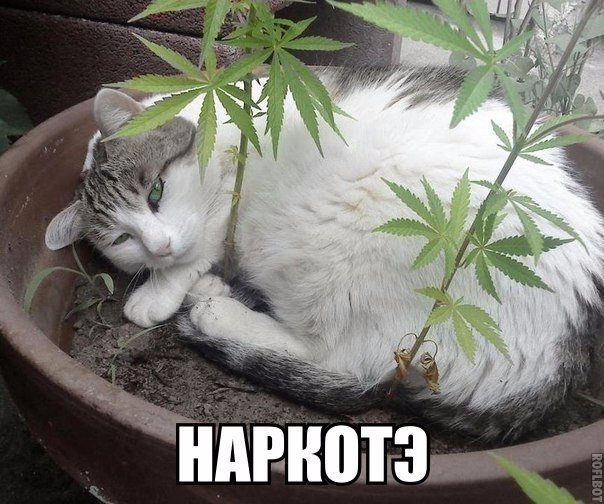 Коты и Кошки