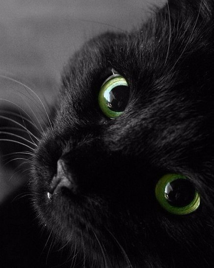 Коты и Кошки