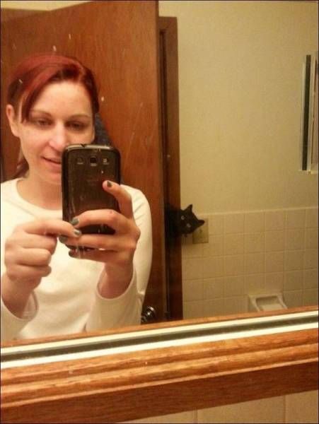 Коты и Кошки