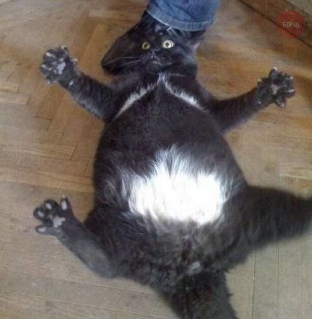 Коты и Кошки