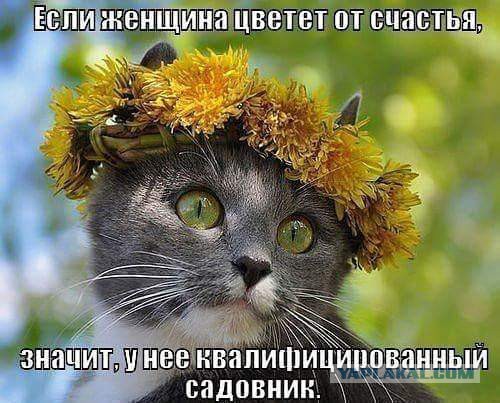 Коты и Кошки