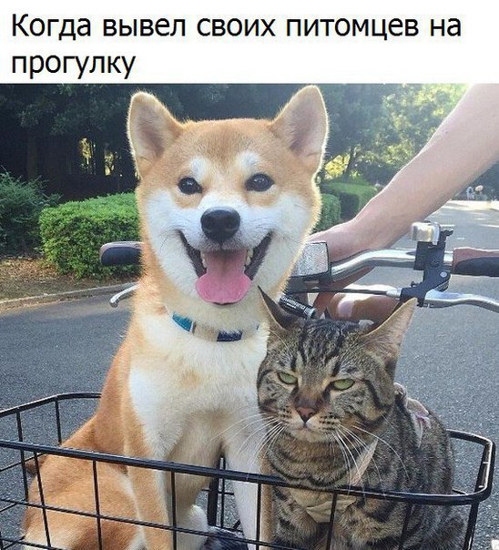 100 картинок для поднятия настроения!