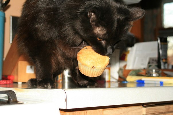 Коты и Кошки