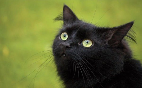 Прикольных котов пост