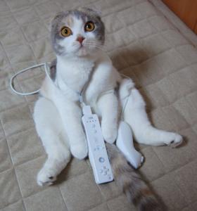 Котовторник на ЯПлакалъ (13.05.08)