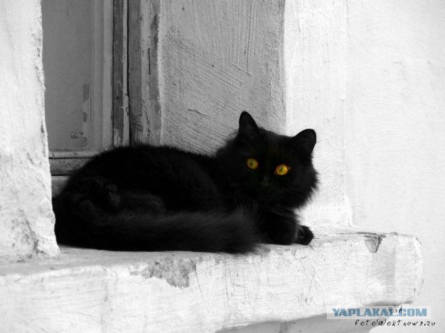Котовторник на ЯПлакалъ