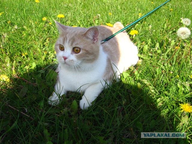 Котовторник, Весна, Цветы!