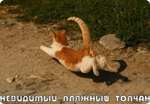 Коты и невидимые предметы 26 фот