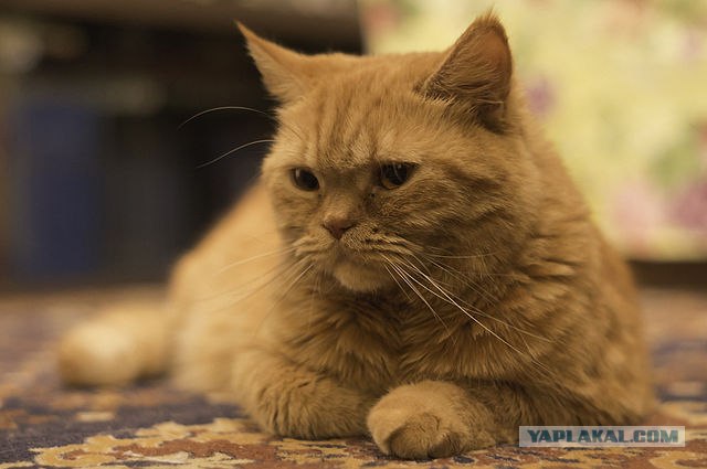 Котовторник стартует
