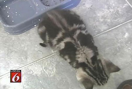 Необычный окрас у котиков