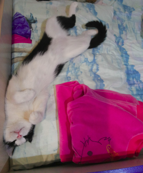 Для чего созданы коты