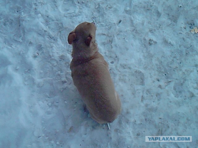 Собако-четверг 29.03.12