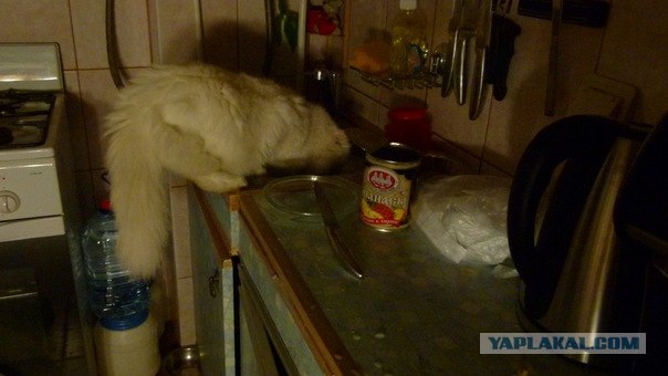 Котовторник 17.04.2012
