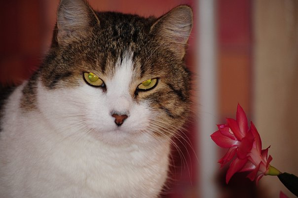 Котовторник на 26.06.12