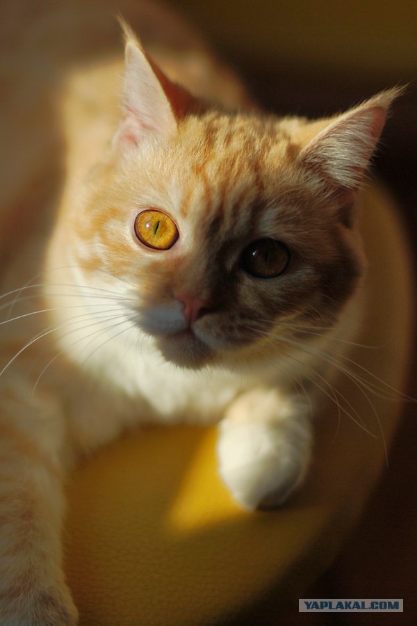 Котовторник  16.10.12