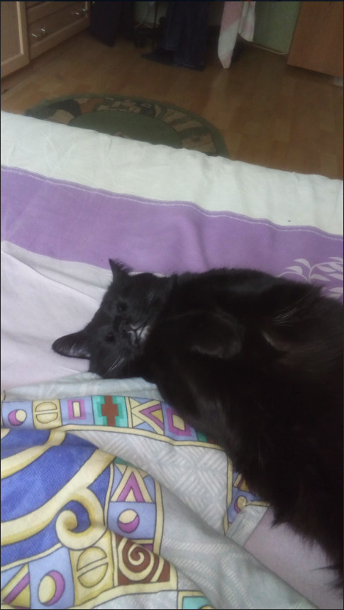 Забавные фото котеек