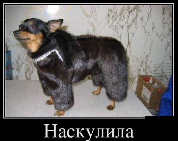 Давным-давно такое называлось ДЕМОТИВАТОРЫ