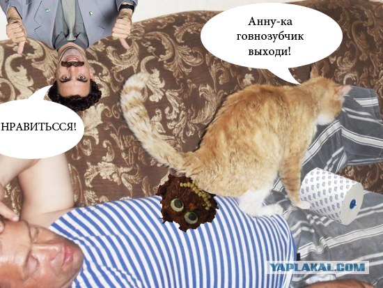 Злой кот