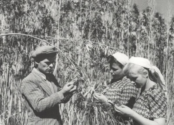 Опля, конопля!