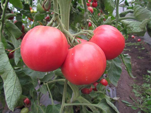 Современные магазинные помидоры не слишком вкусны