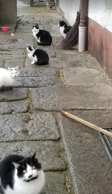 Уличные котаны