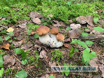 Дачные грибочки
