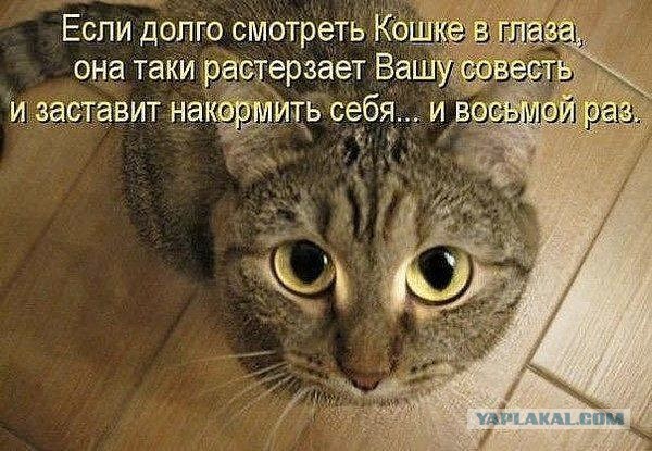 Весёлый полтишок 08.09.22