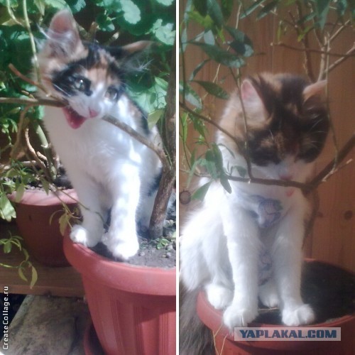 Котовторник. Было - стало