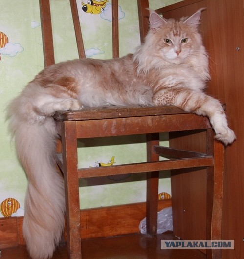 Мои мейн куны