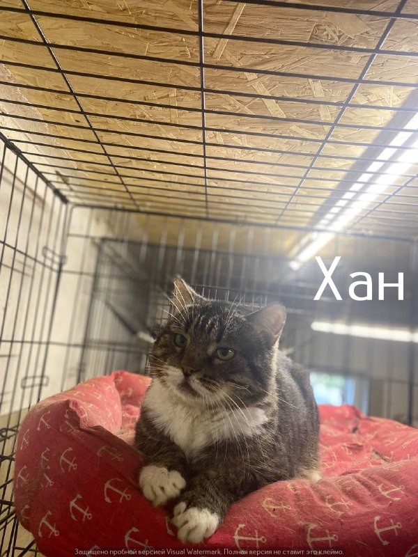 Жизнь домашнего приюта "Котоленд" 562