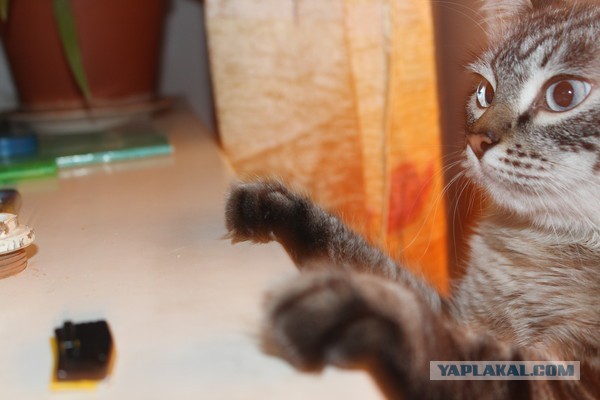 Котовторник 04.03.2014